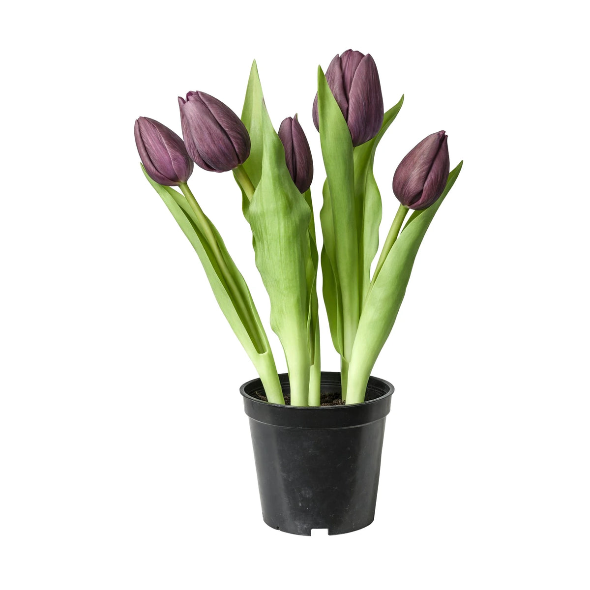 Artificial Tulips in Pot, 5 Stems, H25 cm - Purple